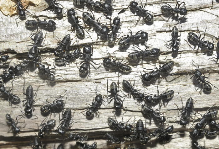 L''albero dei formicoloni (Camponotus vagus)